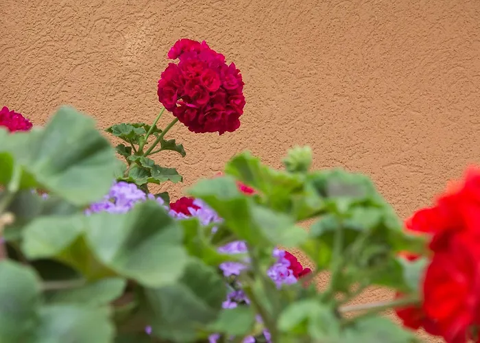 Sunny Complex Appart hôtel